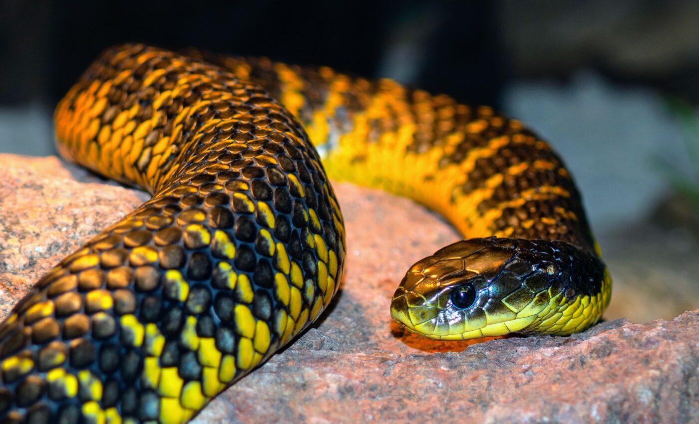 Ancestors of Australia’s most poisonous snakes arrived by sea