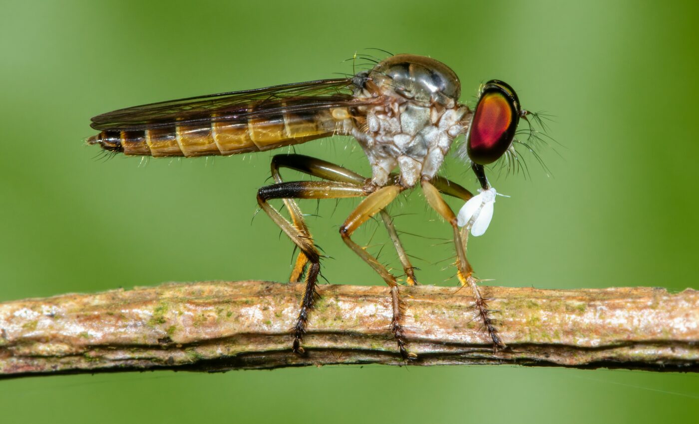 Robber flies avoid obstacles while they hunt moving prey