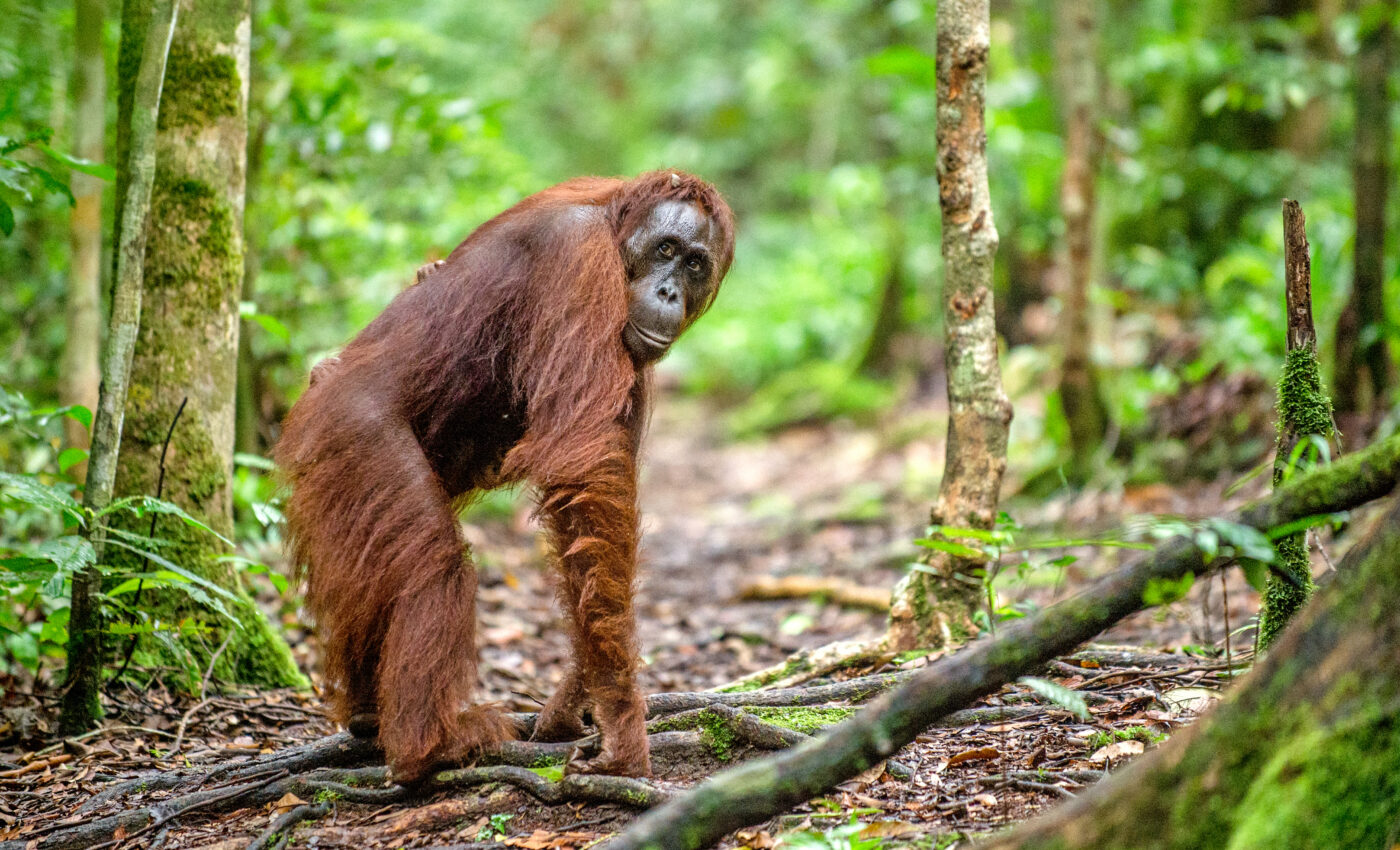 Orangutans have the cognitive ability to make and use stone tools
