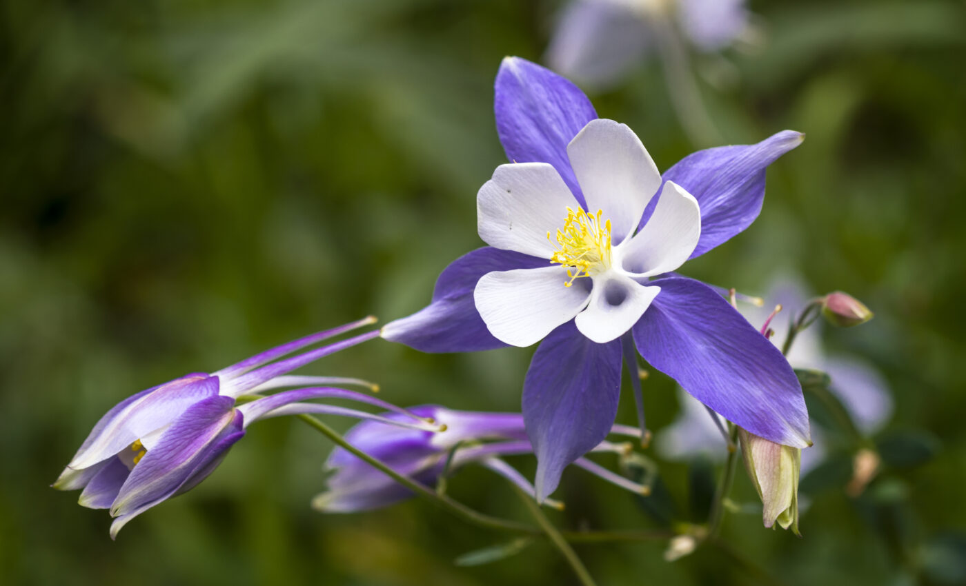 Colorado blue columbines show punctuated evolution in action