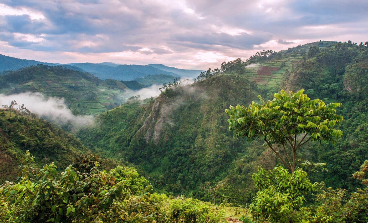 The Congo forest does not behave like other rainforests