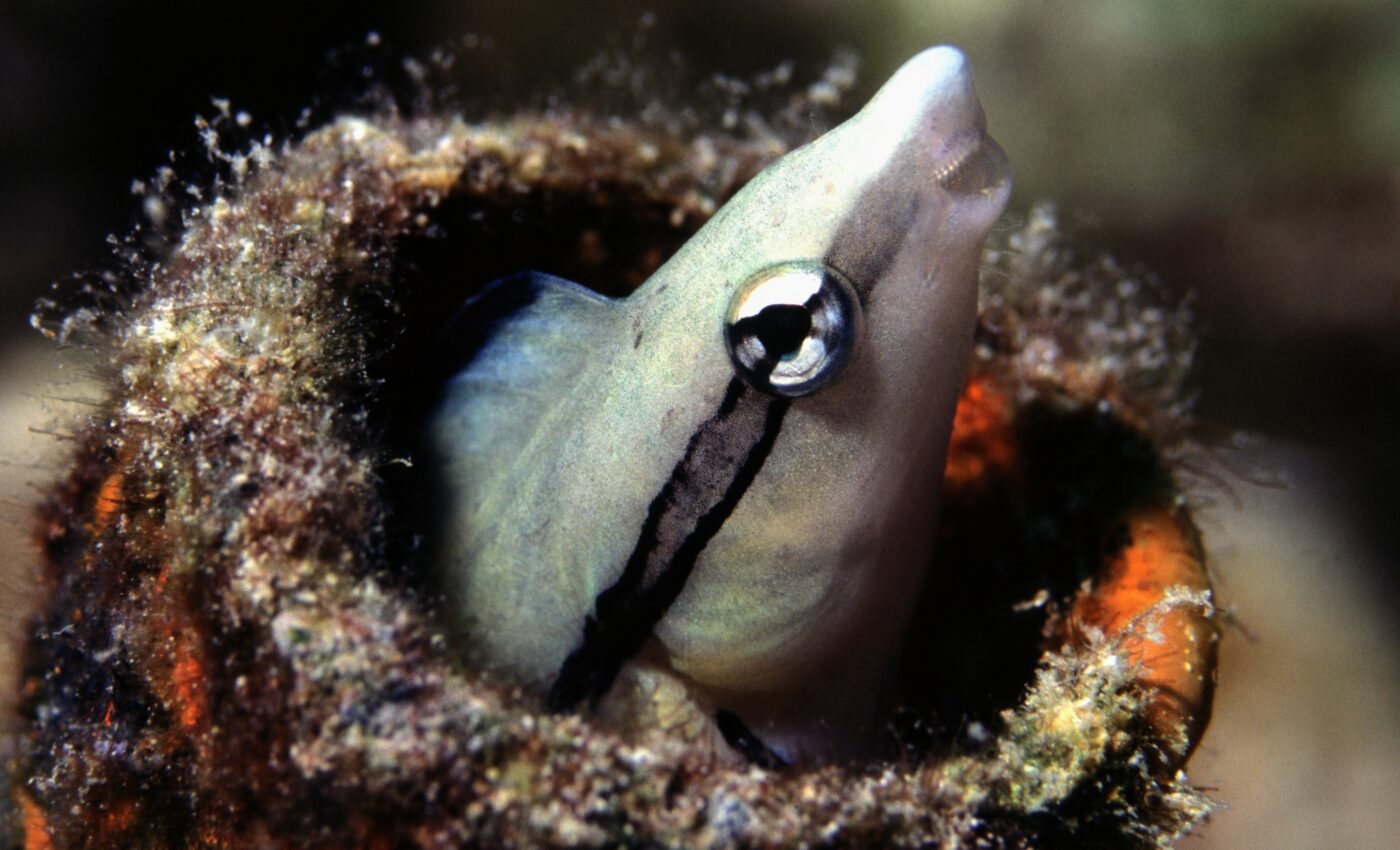 Study confirms that fish can recognize themselves in a mirror