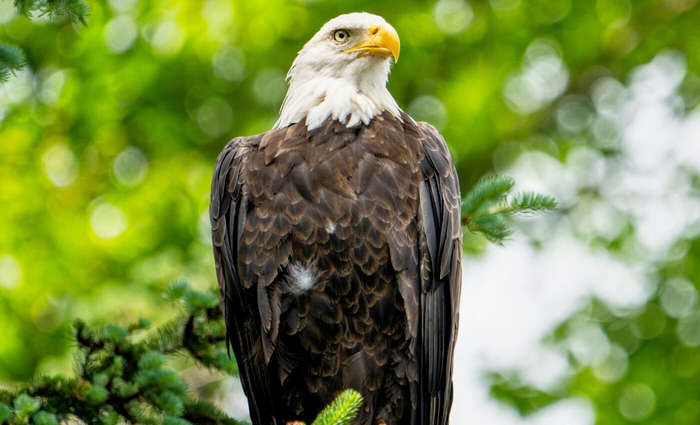 Lead poisoning in eagles is common and widespread