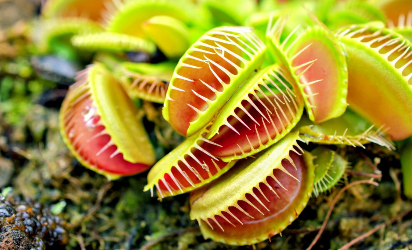 Scientists reveal how Venus flytraps catch their prey