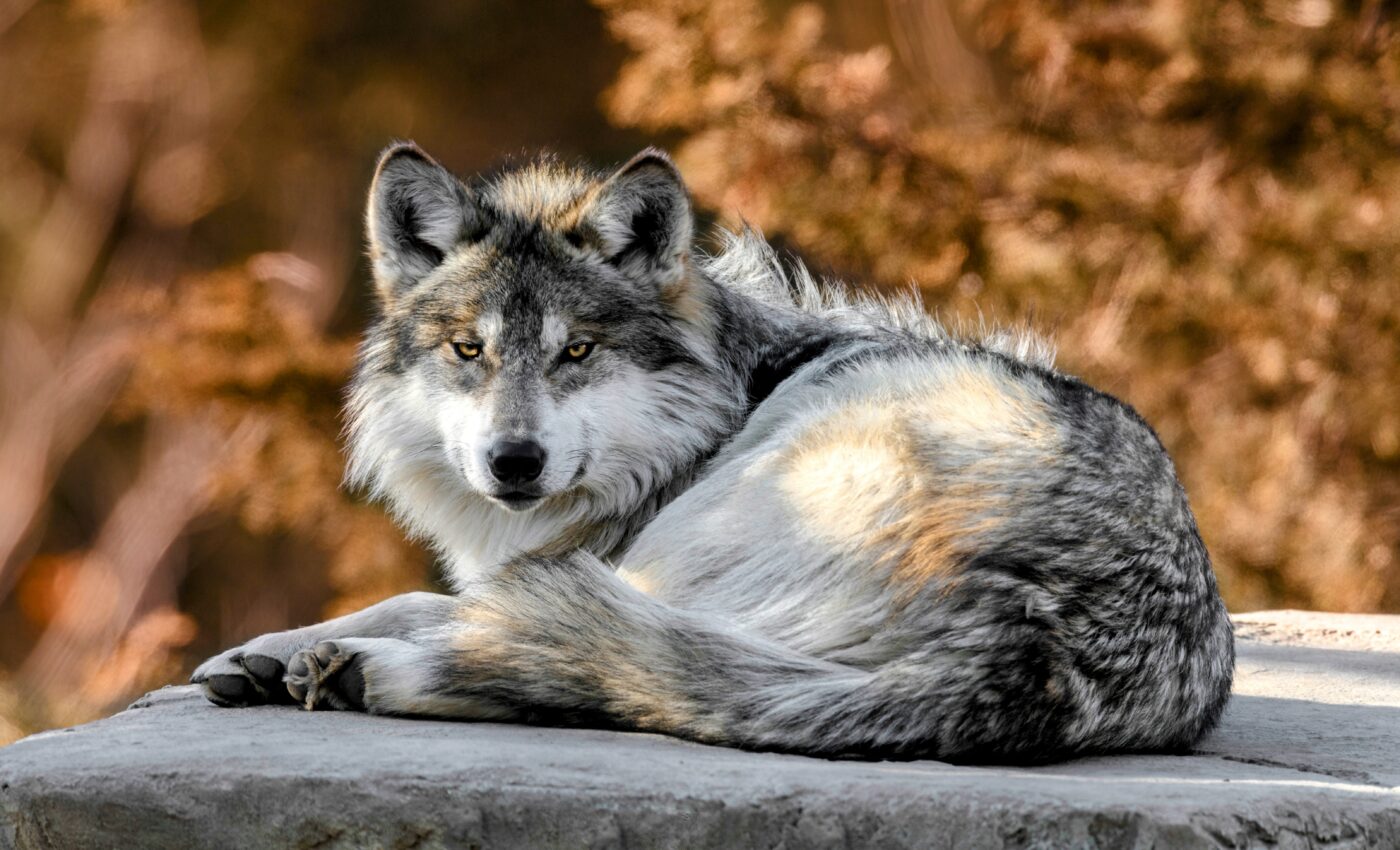 Federal protection restored for some gray wolves, but not others