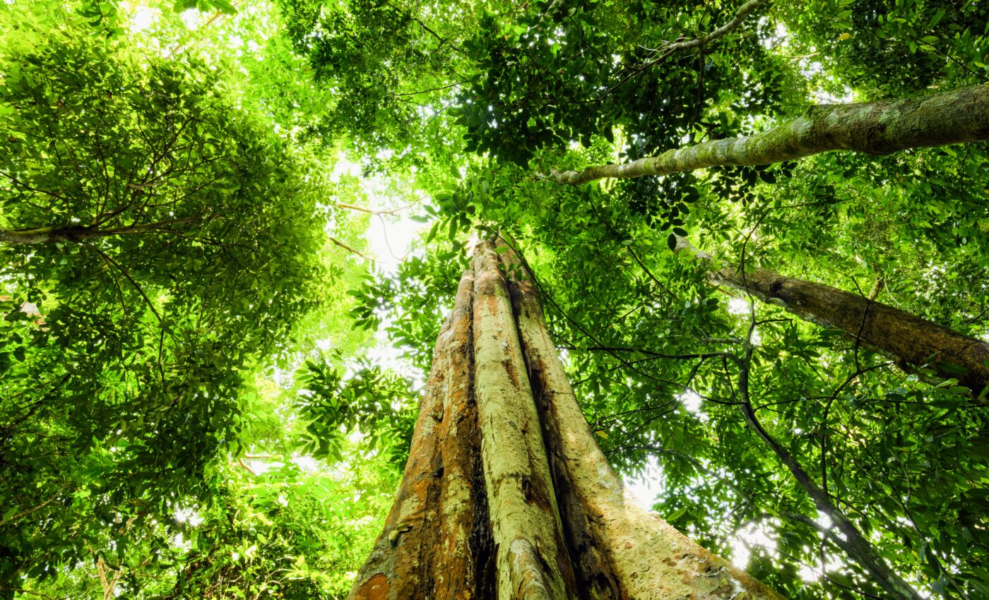 Tall trees in the Amazon face an uncertain future