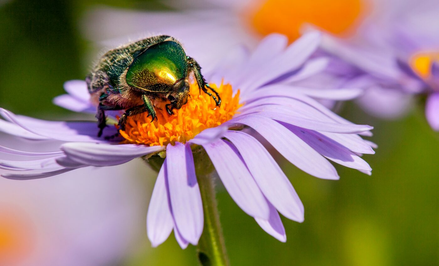 Wildflower and pollinator communities are silently shifting