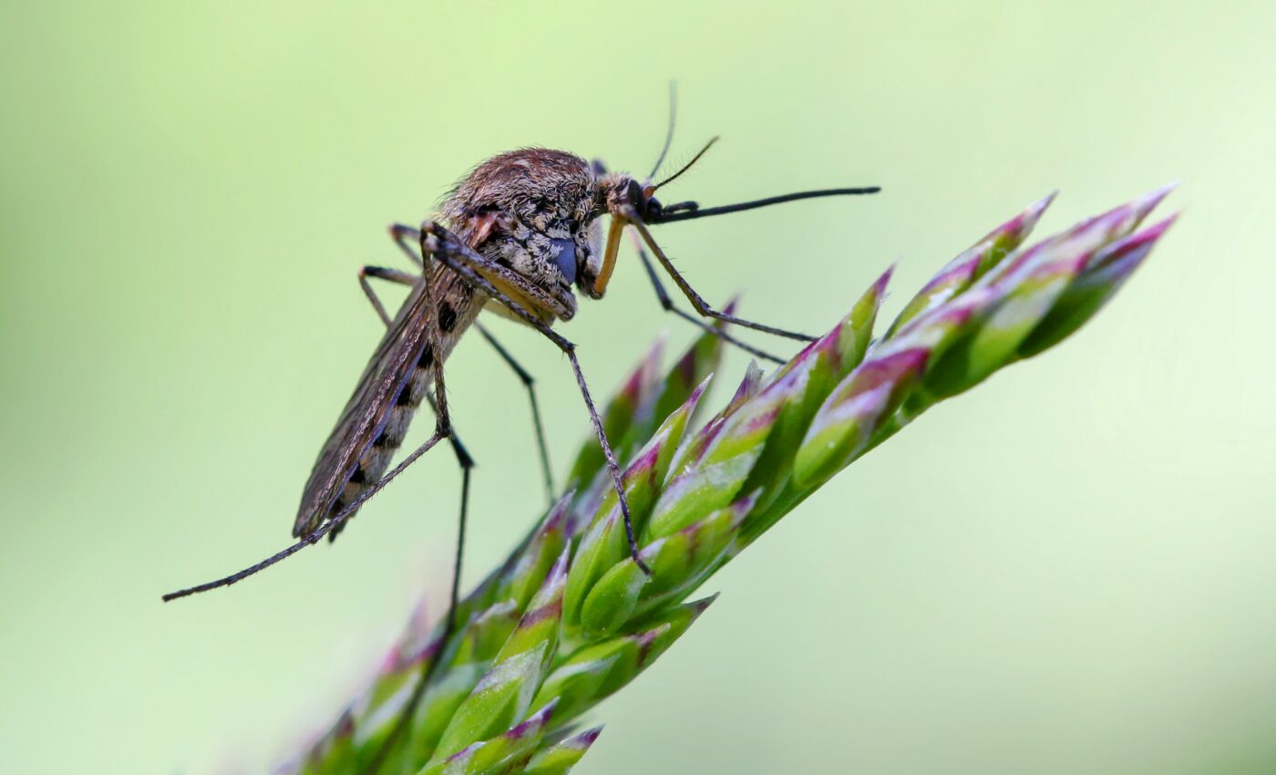Mosquitoes learn to avoid pesticides after single exposure