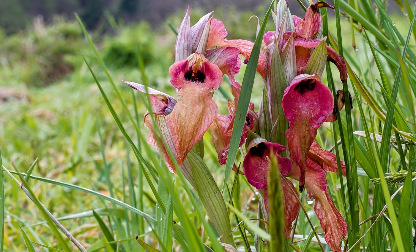 Huge population of rare orchid found on military base in Corsica