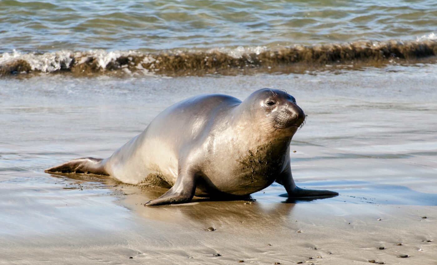 Elephant seals have impressive navigation abilities