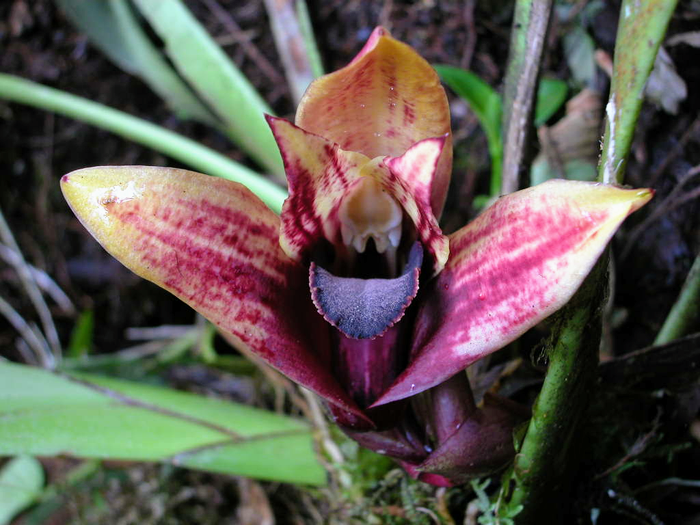 New and endangered orchid discovered in Ecuador