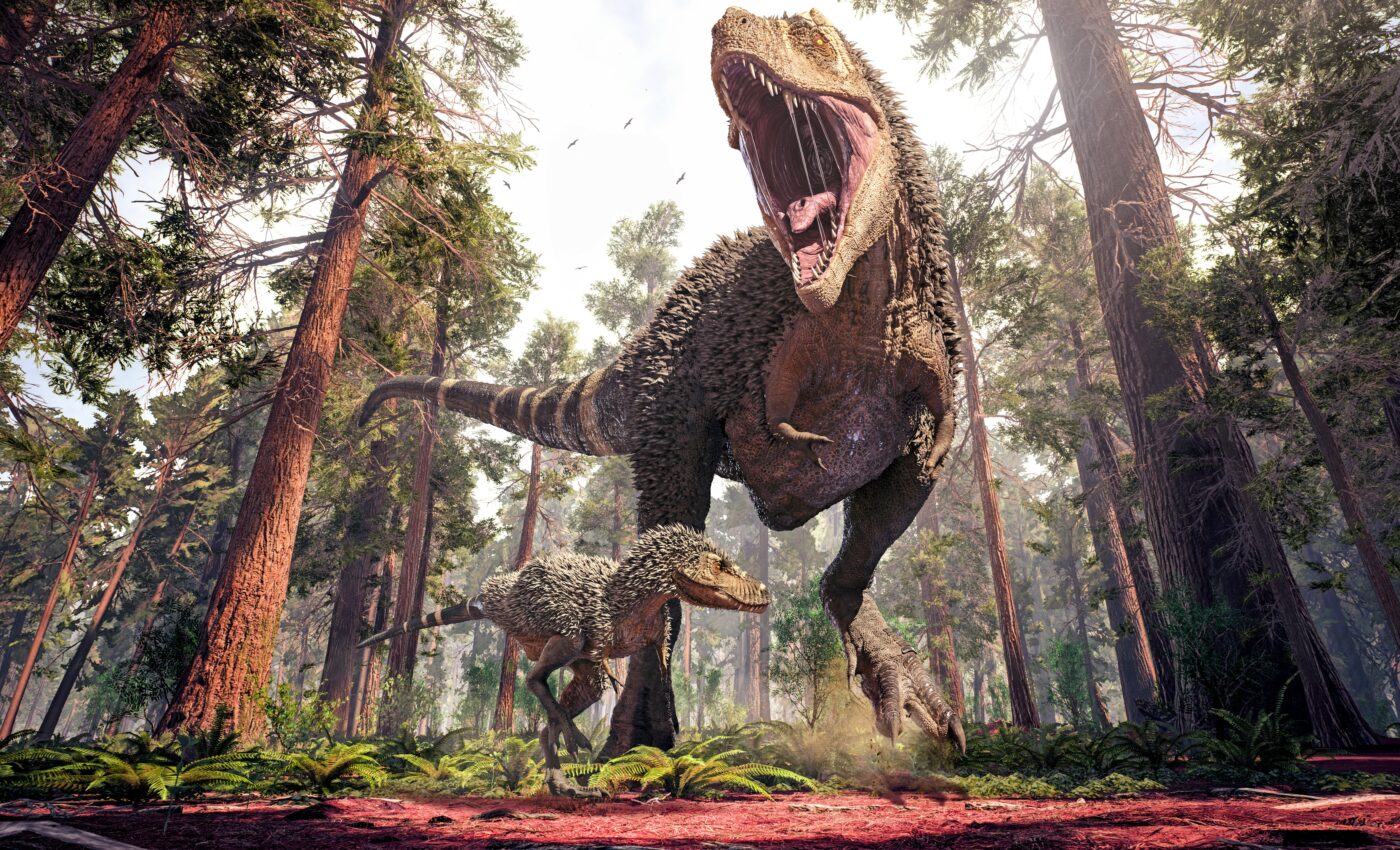 Were there three distinct species of Tyrannosaurus Rex?