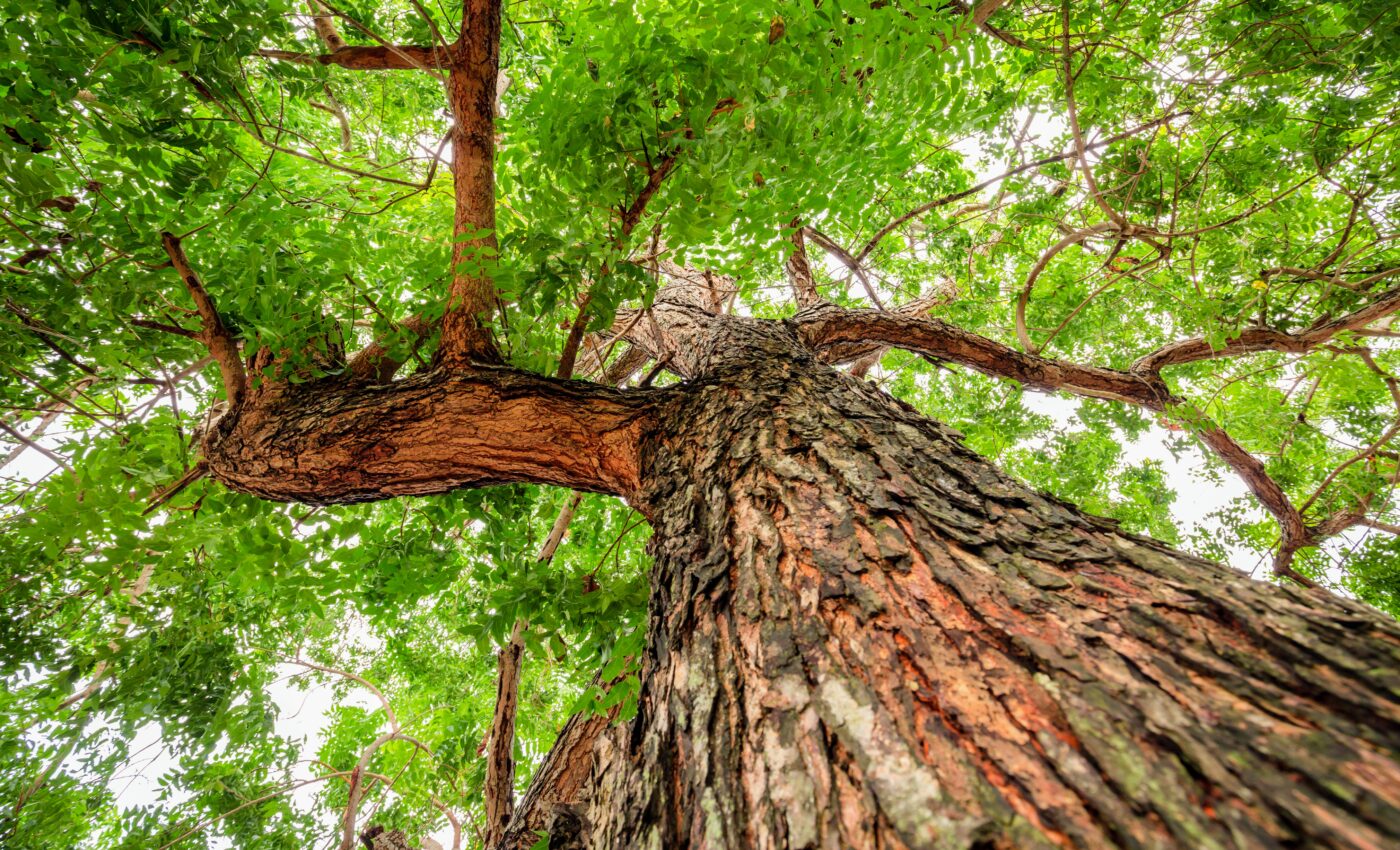 Neem tree bark has the potential to treat coronaviruses