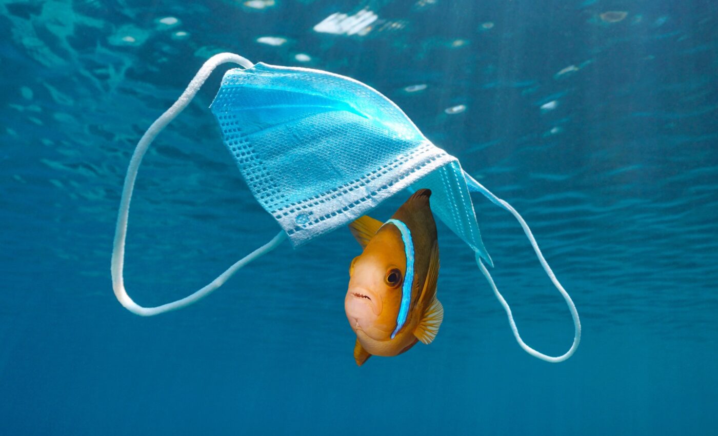 Disposable masks are increasingly impacting marine animals