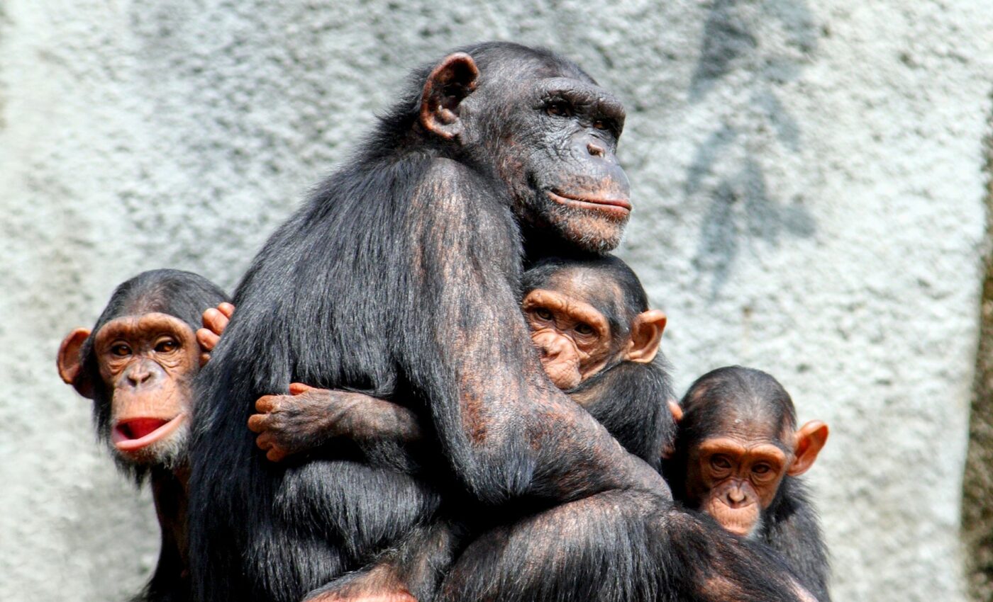 Female chimpanzees try to avoid the dangers of humans