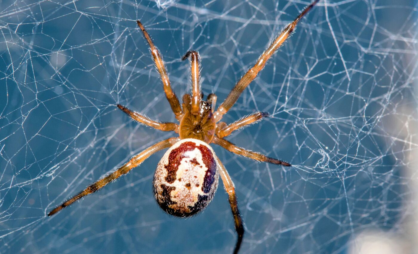Noble false widow spiders prey upon protected bat species