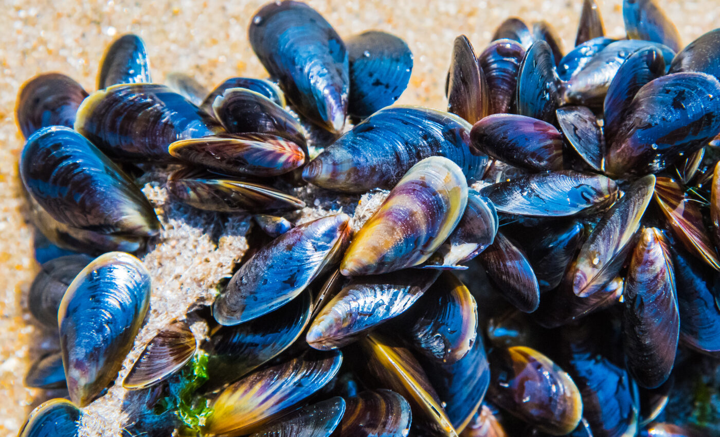 Glue inspired by mussels may help heal the human body