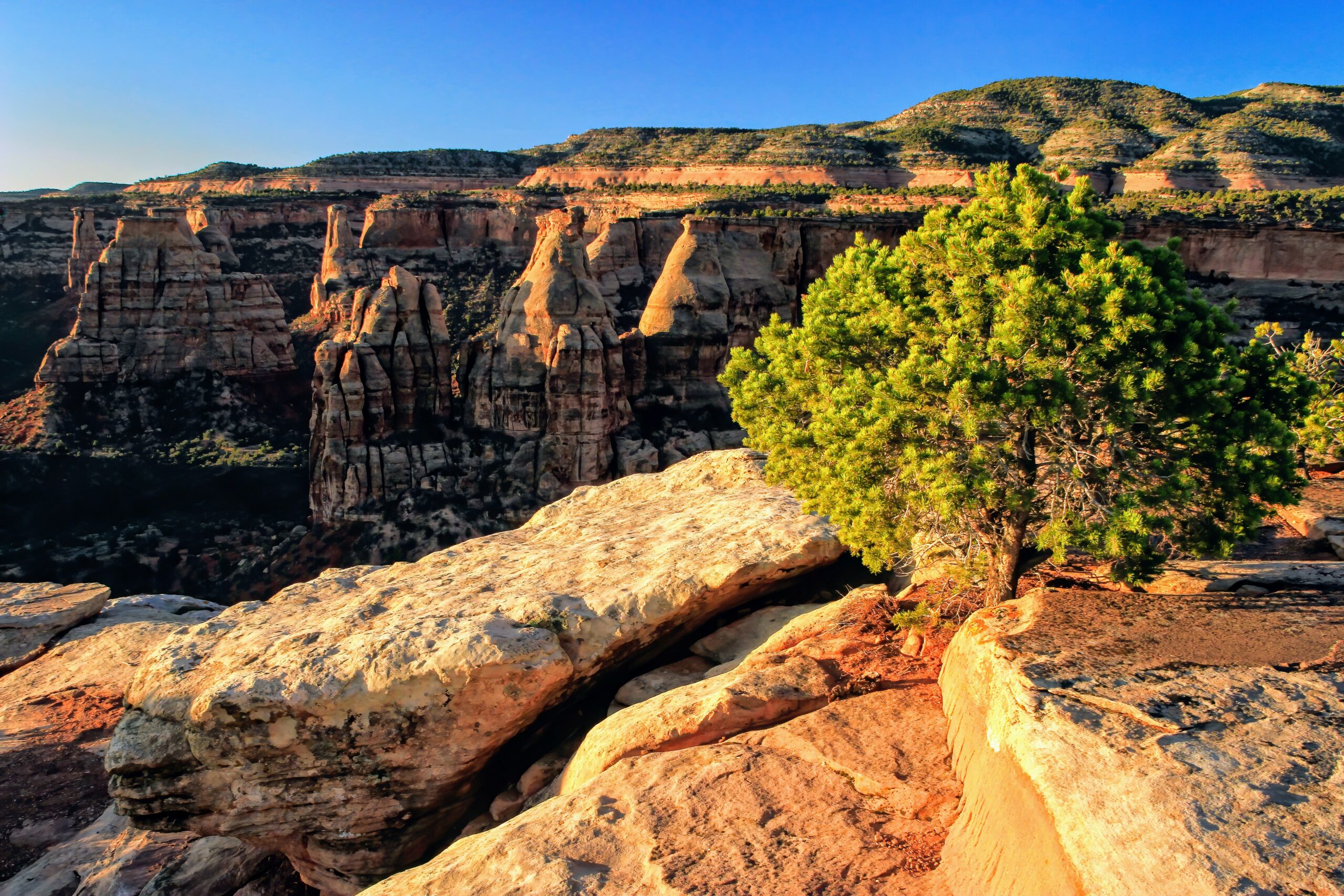 Trees in dry areas will not benefit from warming climate