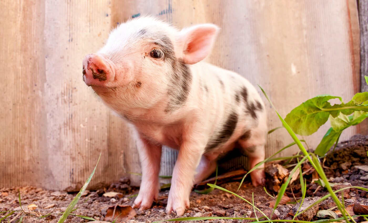 Pigs reveal emotions through their grunts