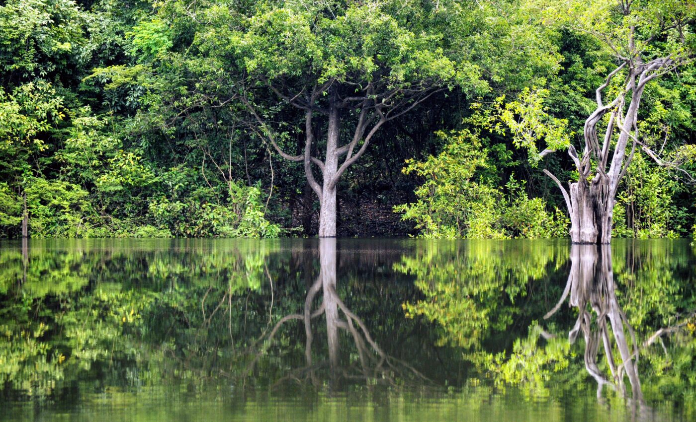 Amazon rainforest is creeping closer to a tipping point