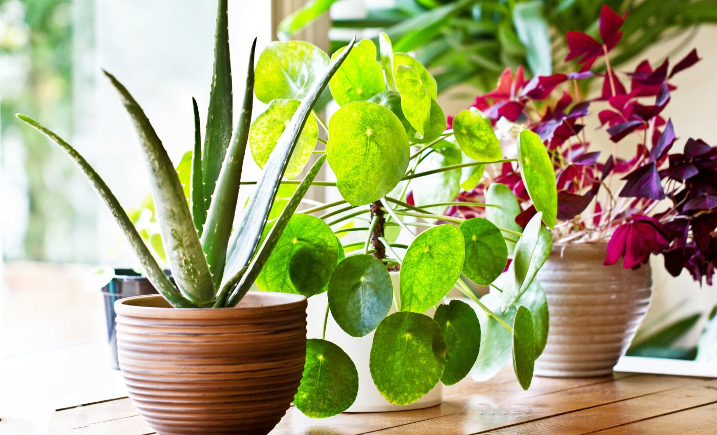 Houseplants can instantly reduce indoor air pollution