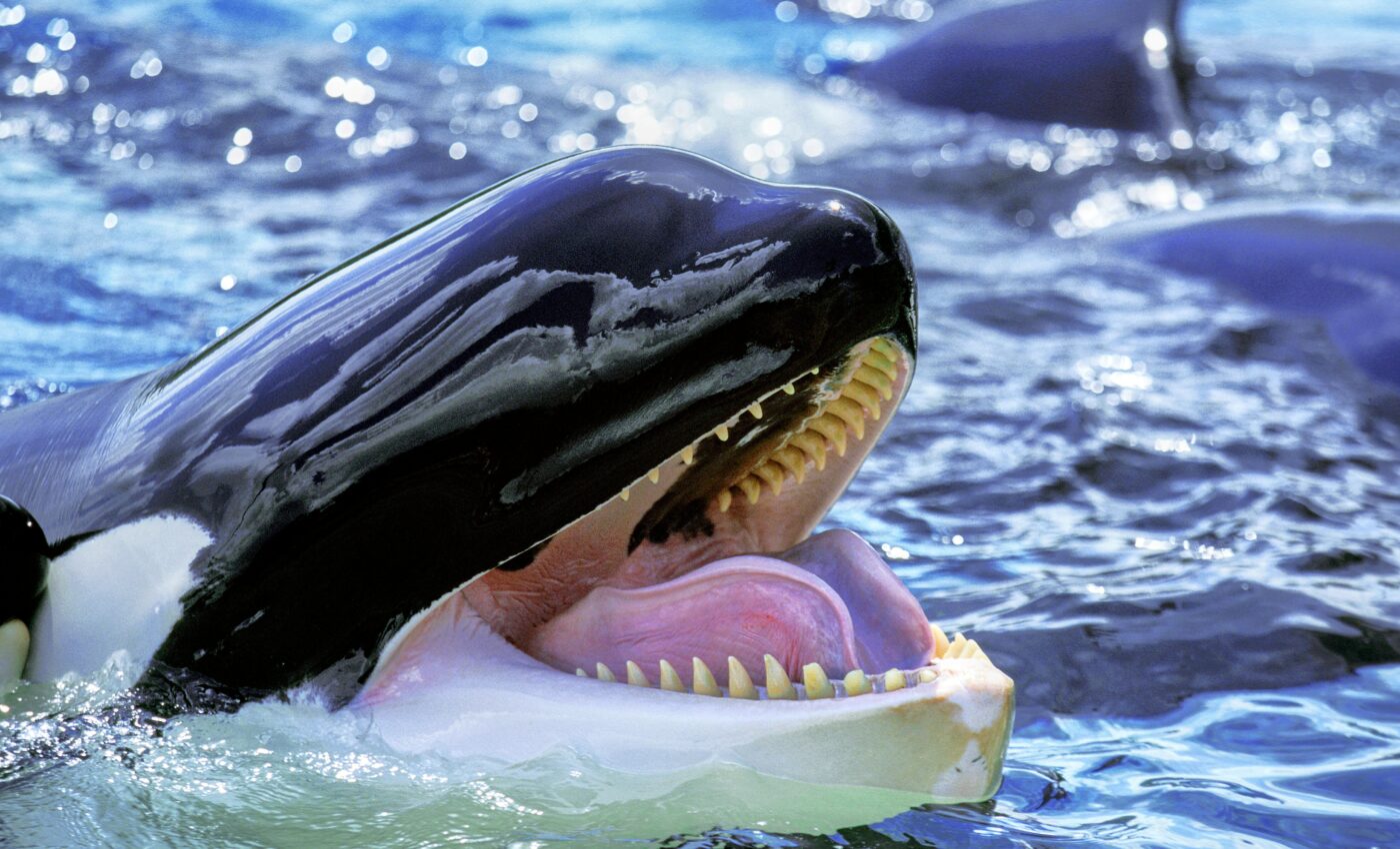 Ancient killer whales ate fish, not other mammals