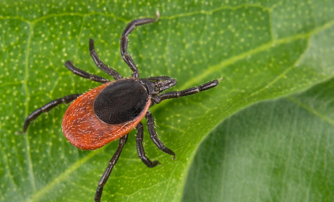 Tick saliva could provide pain relief to humans
