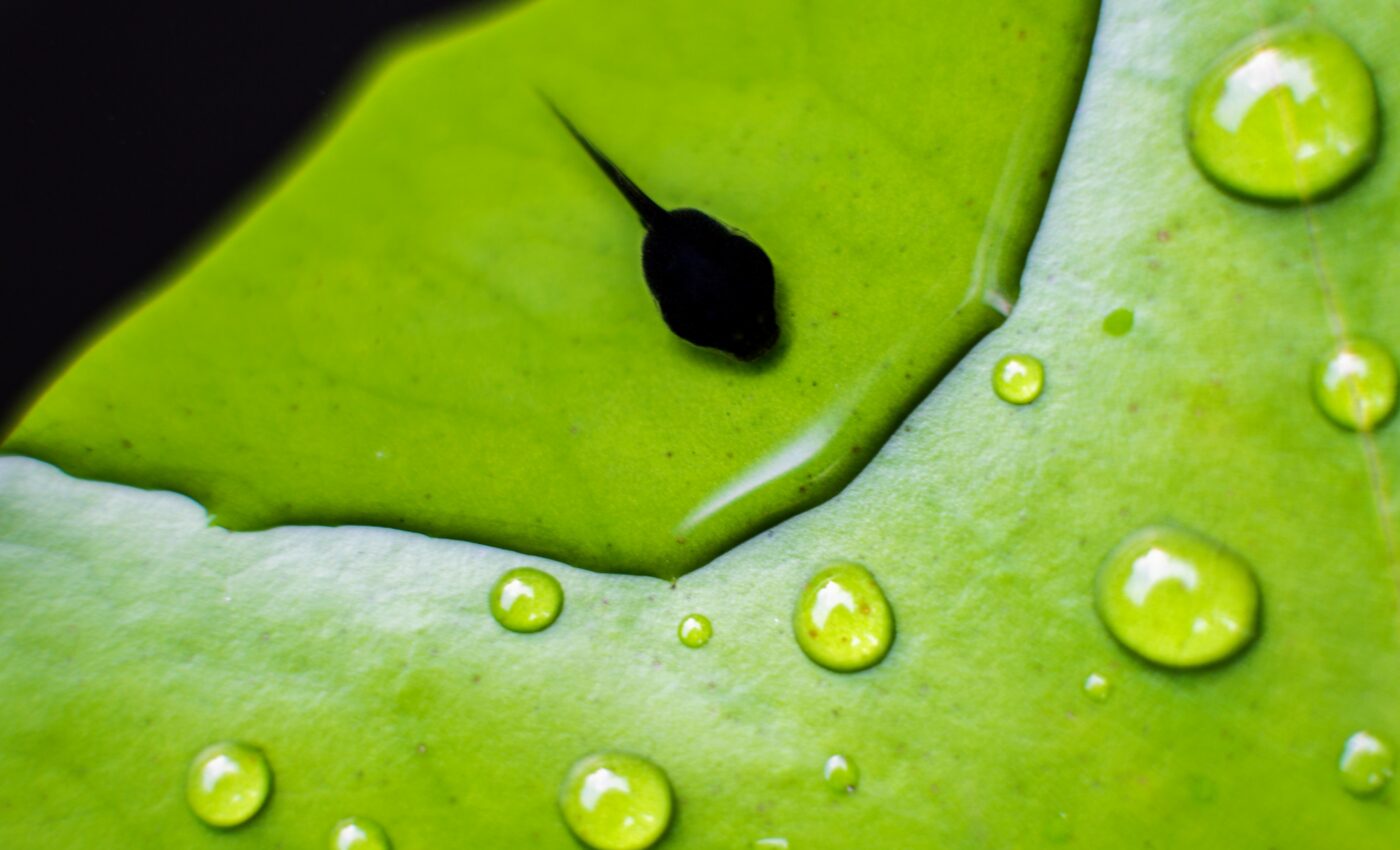 Gut microbes help tadpoles cope with climate change