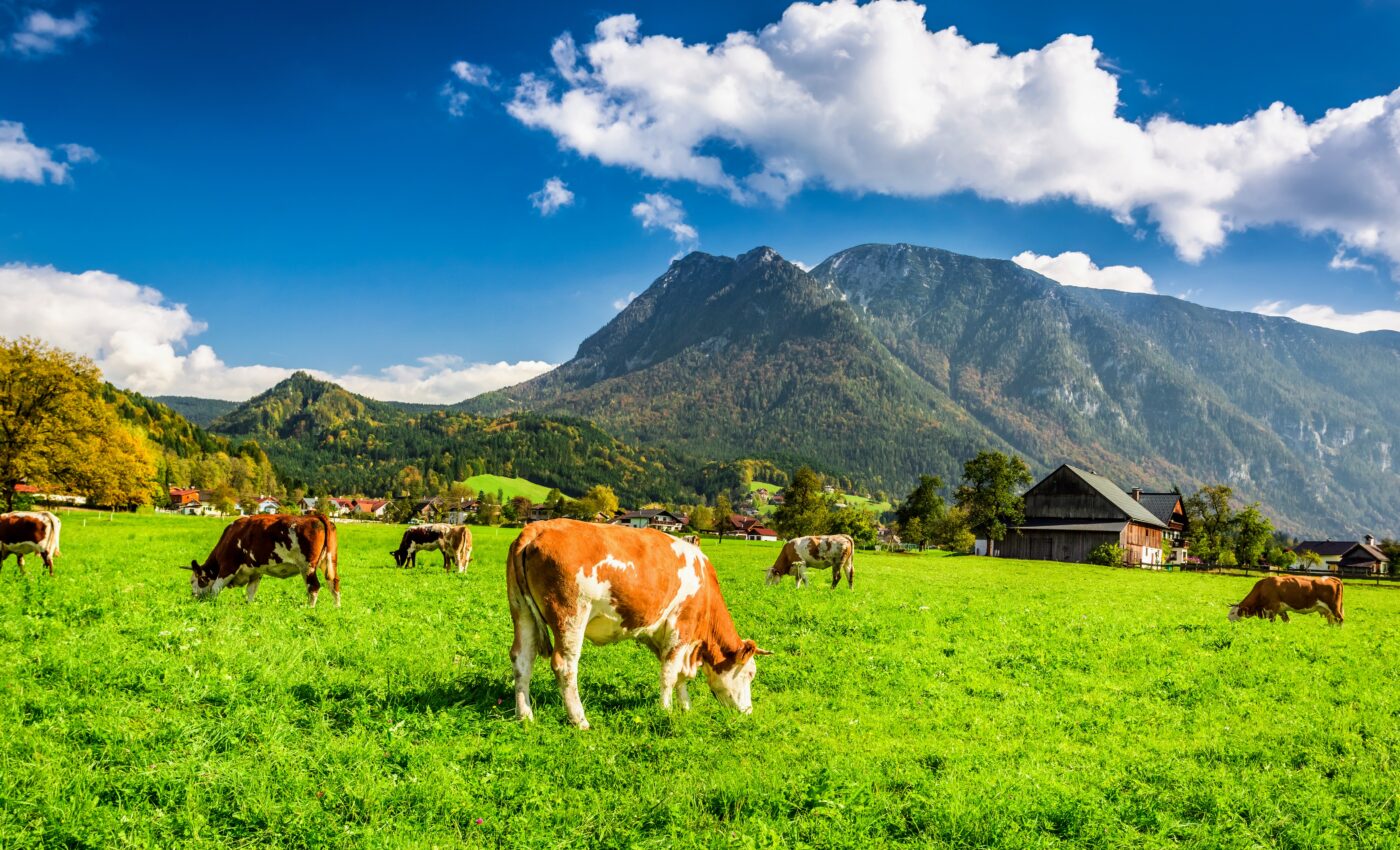 Free-ranging dairy cows have a much healthier lifestyle