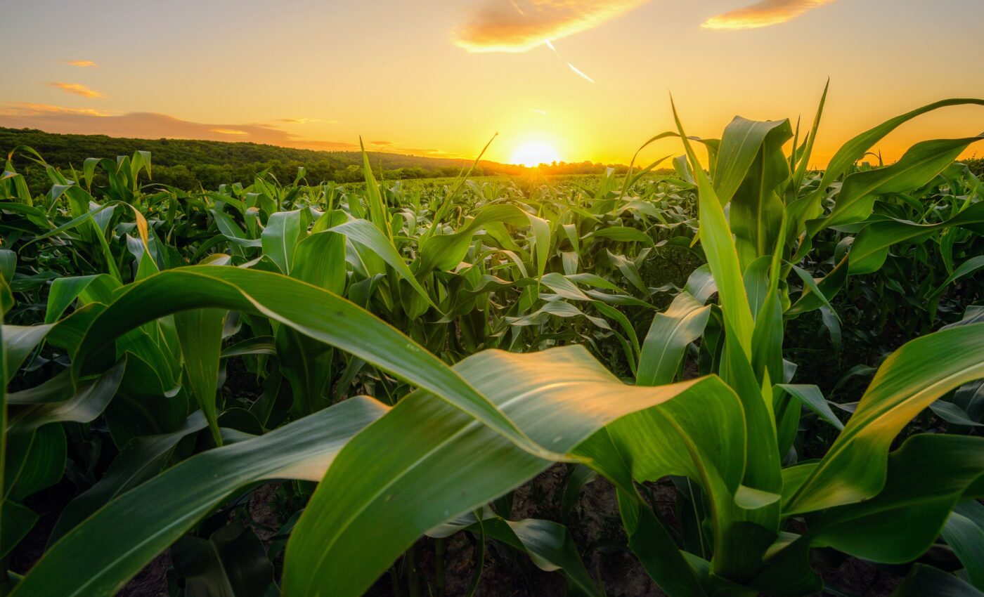 Relocating croplands could drastically reduce their environmental impact
