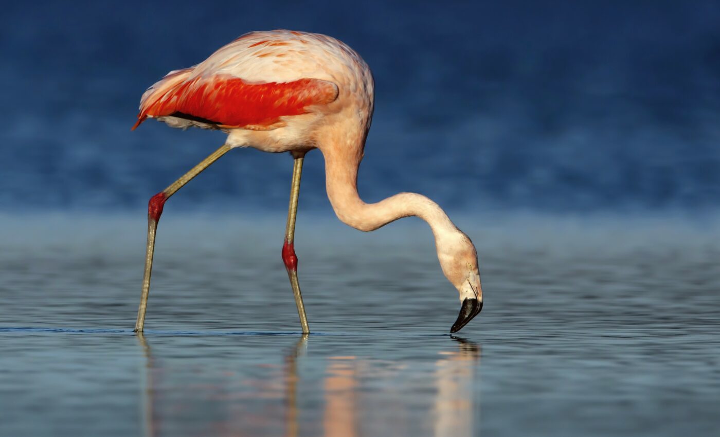 Demand for lithium comes at a cost to flamingos