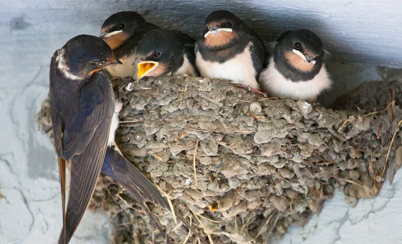 Swallows are no longer migrating south as winters become milder
