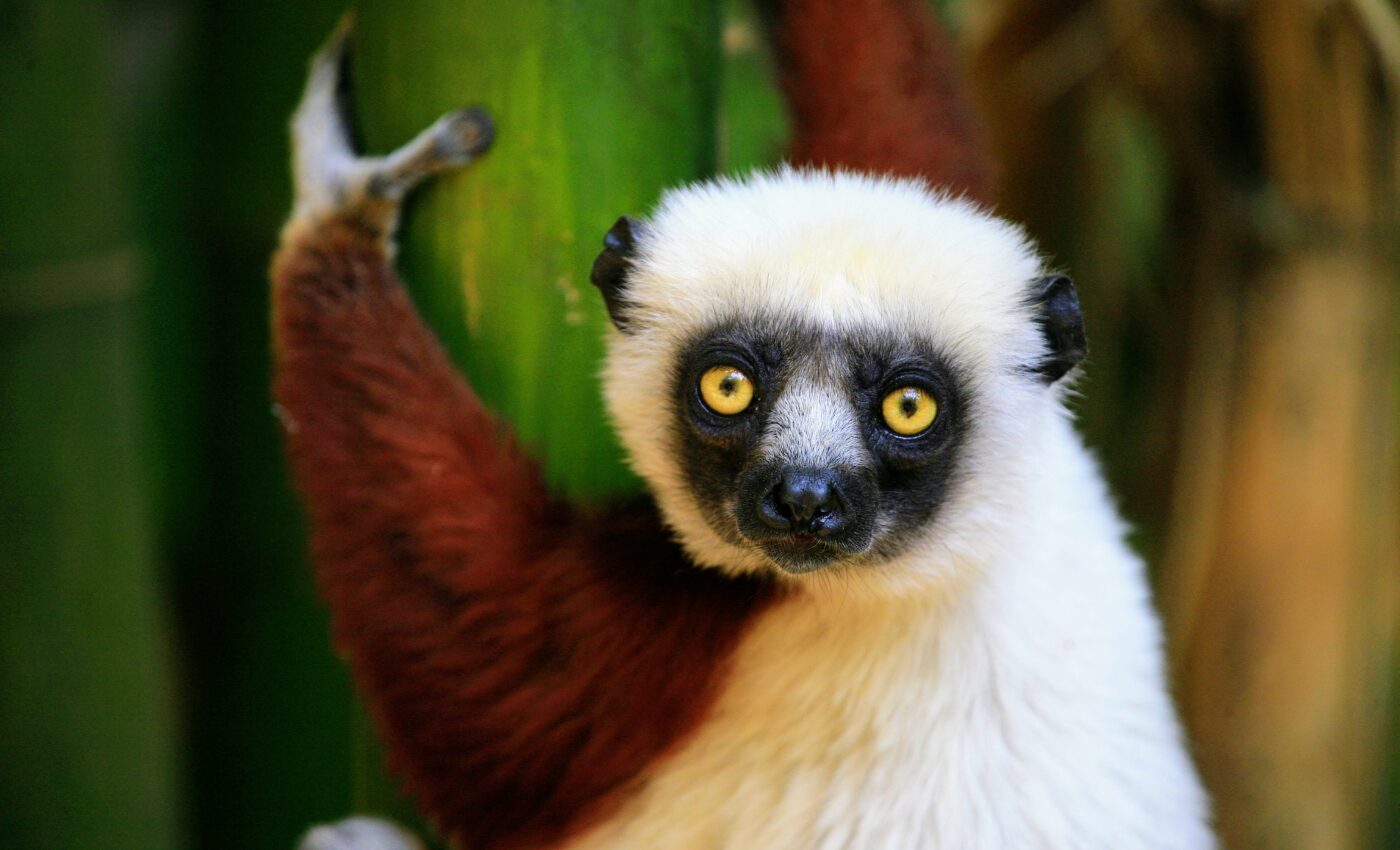 Lemurs provide a window into the evolution of hair