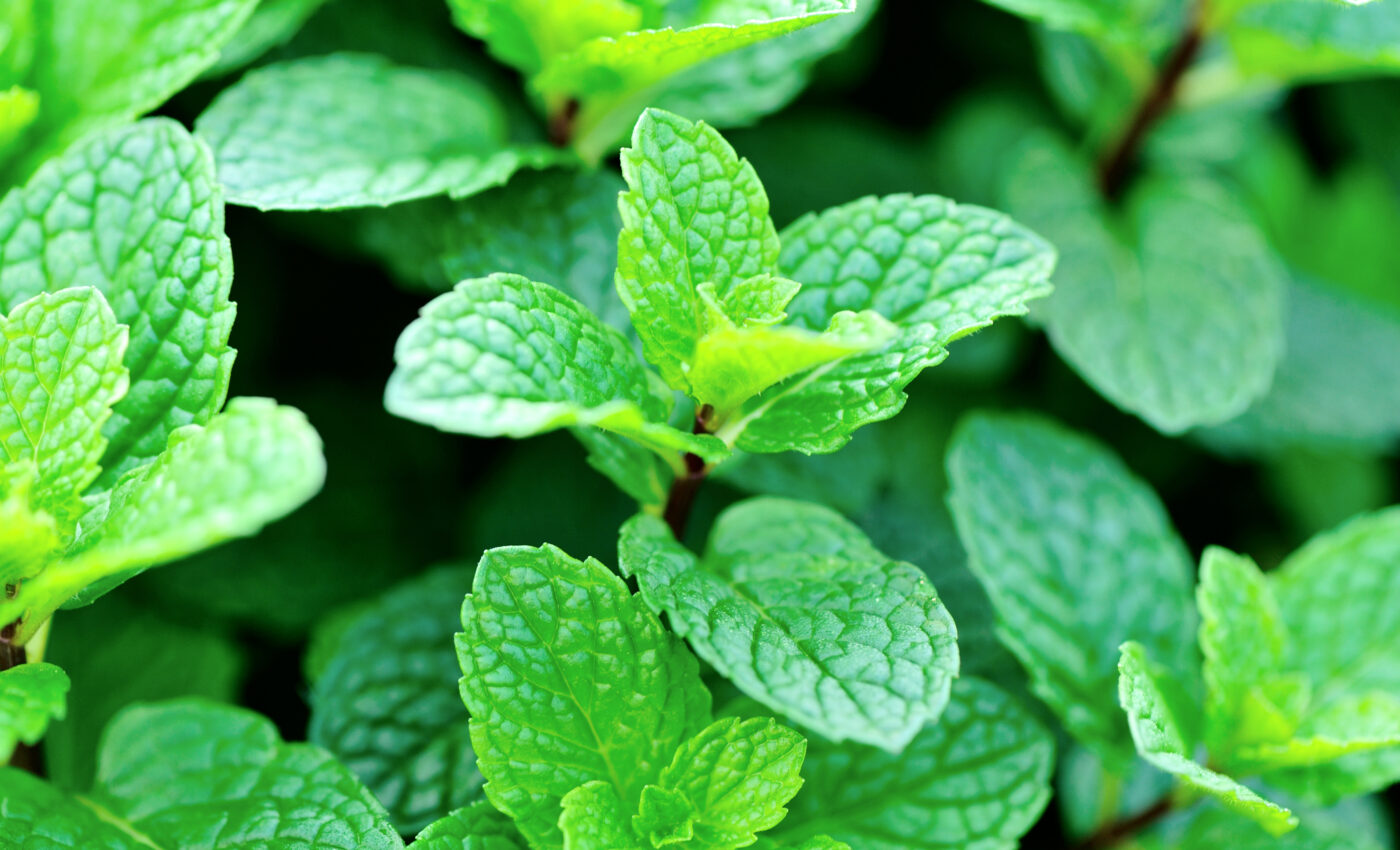 Plants can warn each other of imminent dangers