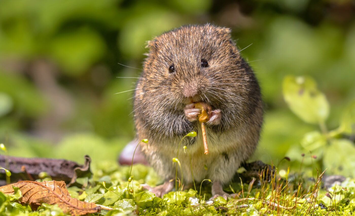 Voles cut grass to reduce their predation risk
