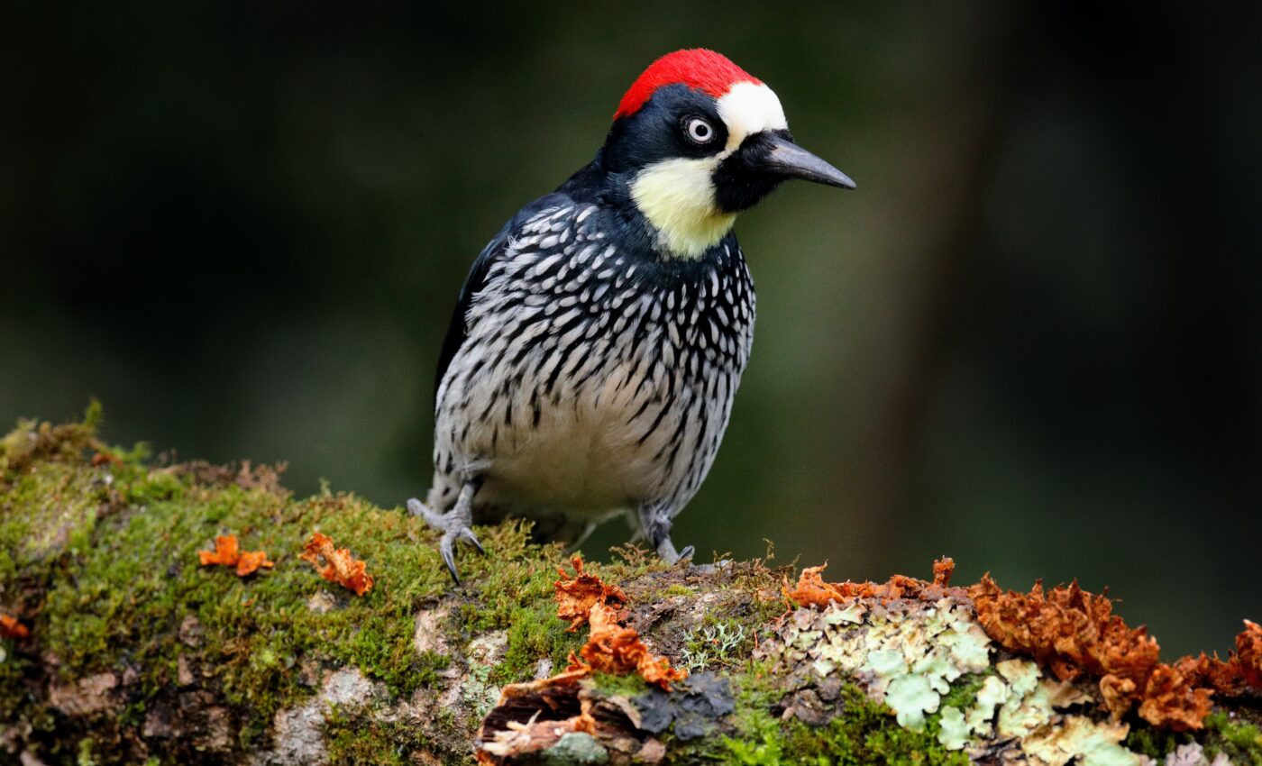 How mountains Influence bird evolution