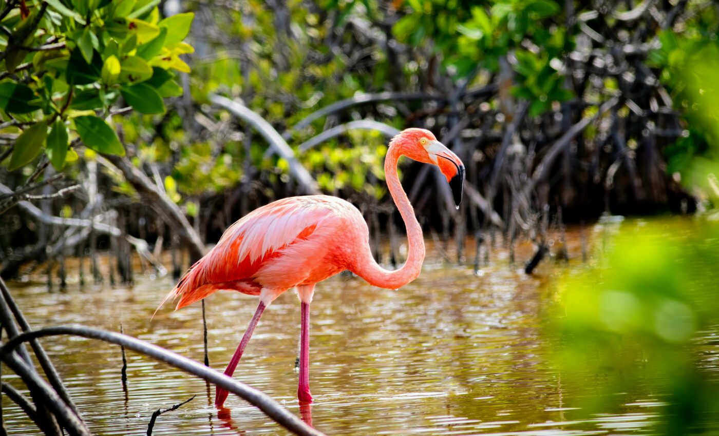 Florida’s ponds release more carbon than they store