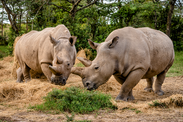 Scientists are one step closer to creating artificial rhino eggs