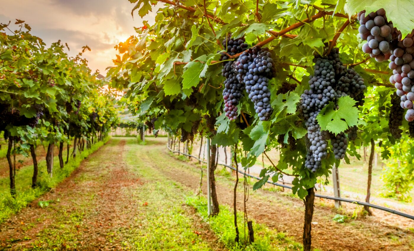 Wildfire smoke is taking a toll on the wine industry