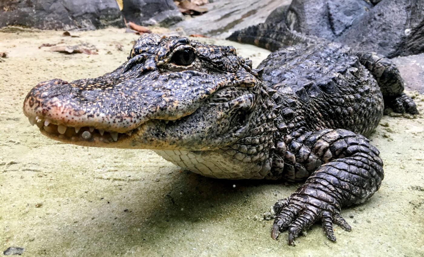 Ancient remains shed new light on crocodilian evolution