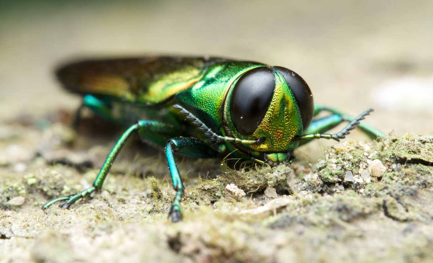 Invasive insects will kill 1.4 million U.S. trees by 2050