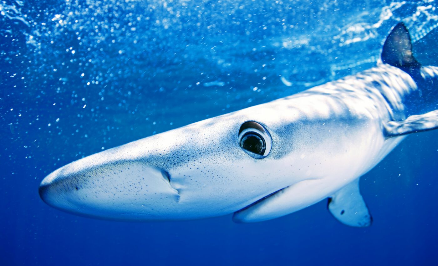 Sharks can literally sleep with their eyes open
