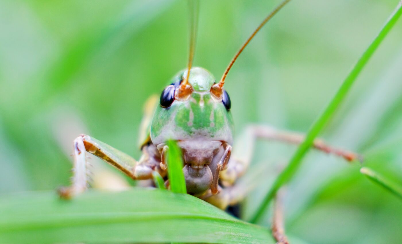 Some grasshoppers are actually carnivores