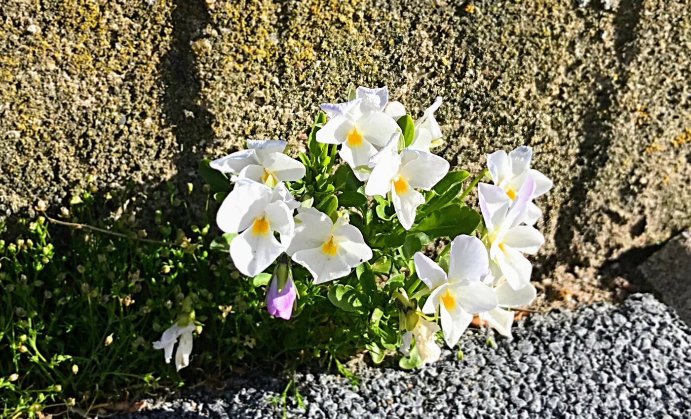 Humans change the evolution of life around us