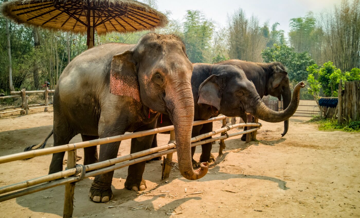 Social bonds can ease stress among elephants