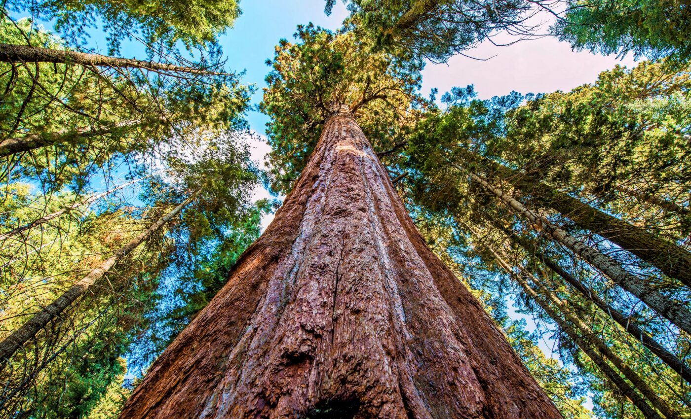 New discovery in Redwoods highlights the species’ mystery
