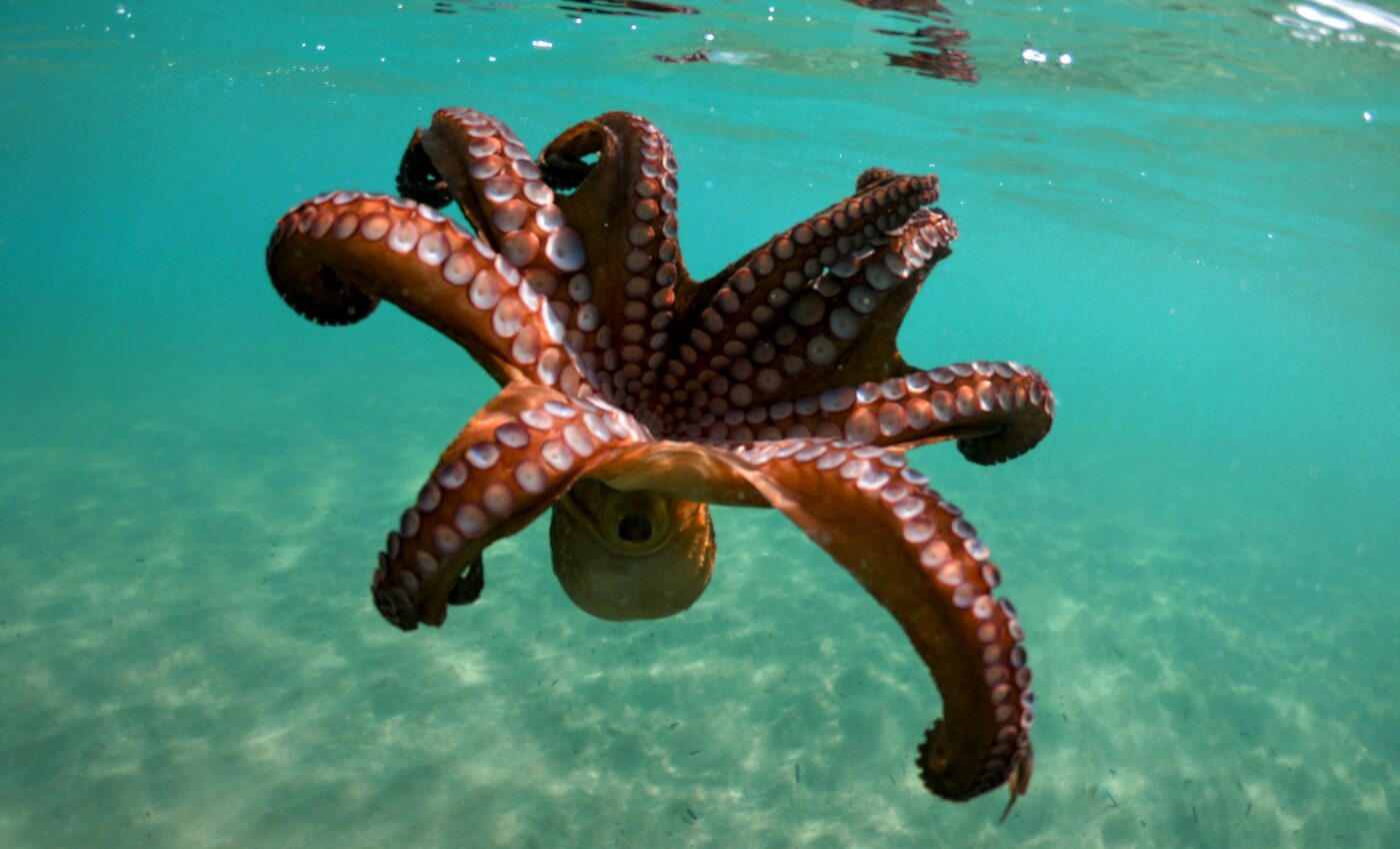 Octopuses are sheltering in discarded human trash