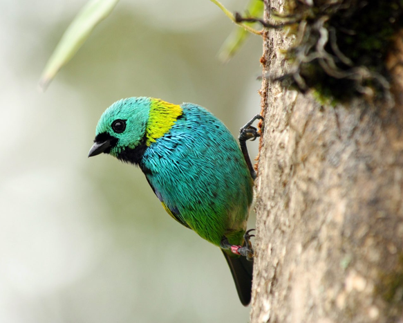 Regenerated tropical forests often have short lifespans