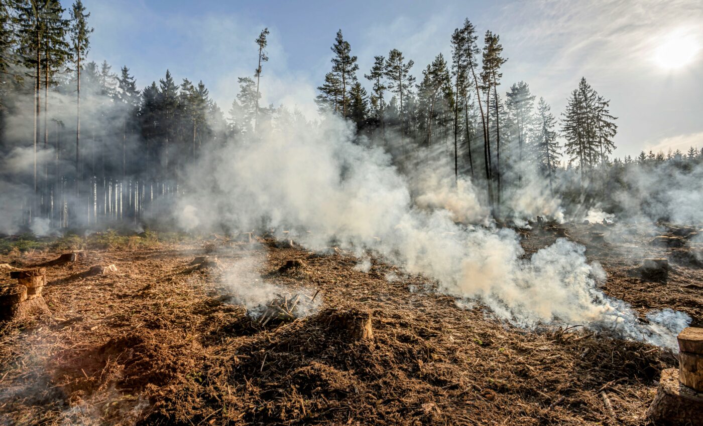 One-third of global forest loss has been caused by wildfires