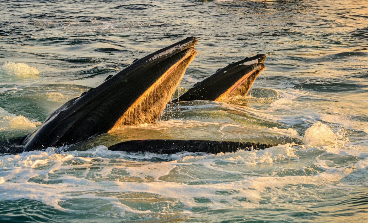 Unlocking the secrets of whales through their mouths